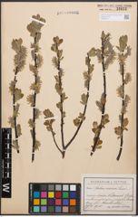 Foto von Salix cinerea L.